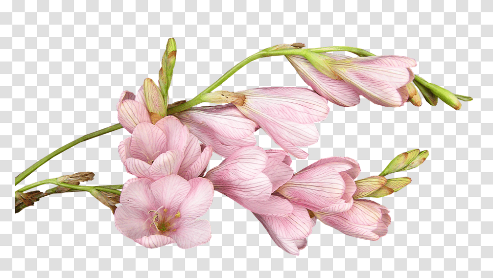 Flower 960, Plant, Petal, Geranium, Bird Transparent Png