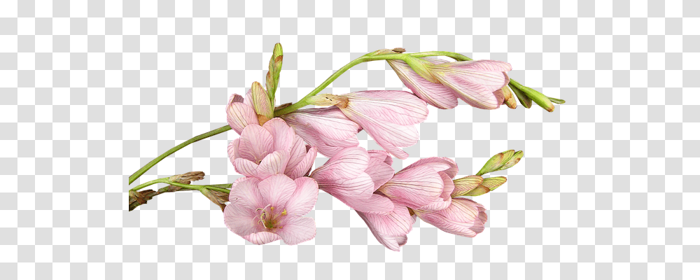 Flower Technology, Plant, Petal, Geranium Transparent Png