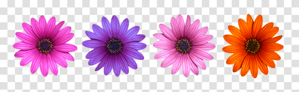 Flower Plant, Daisy, Daisies, Blossom Transparent Png