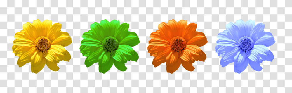 Flower Plant, Blossom, Anther, Daisy Transparent Png