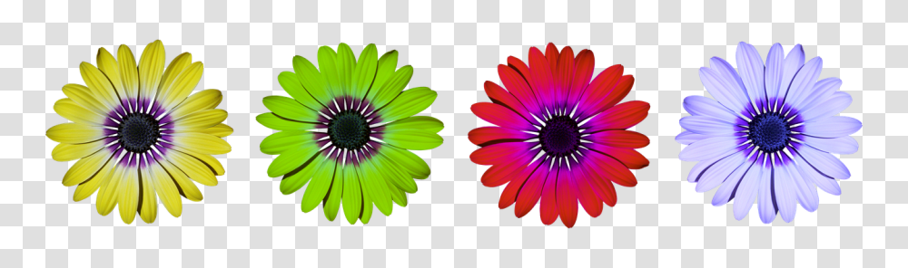 Flower Plant, Daisy, Daisies, Blossom Transparent Png