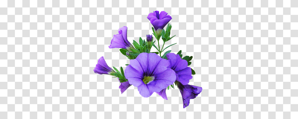 Flower Nature, Geranium, Plant, Blossom Transparent Png