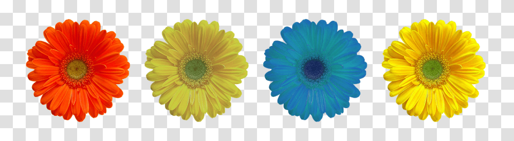 Flower Plant, Daisy, Daisies, Blossom Transparent Png