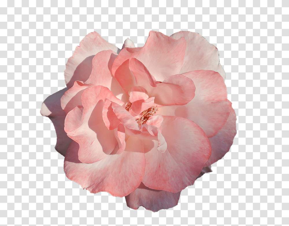 Flower 960, Rose, Plant, Blossom, Geranium Transparent Png