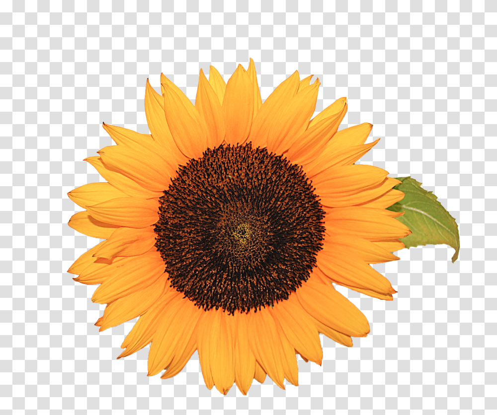 Flower Nature, Plant, Blossom, Sunflower Transparent Png