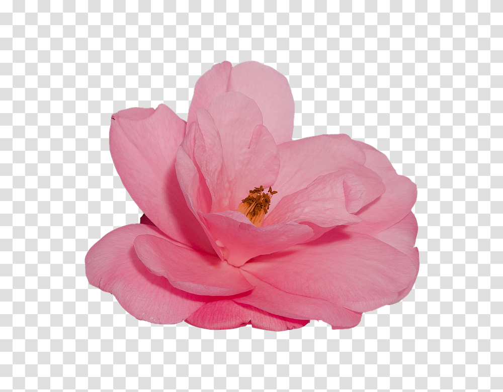 Flower 960, Rose, Plant, Blossom, Honey Bee Transparent Png