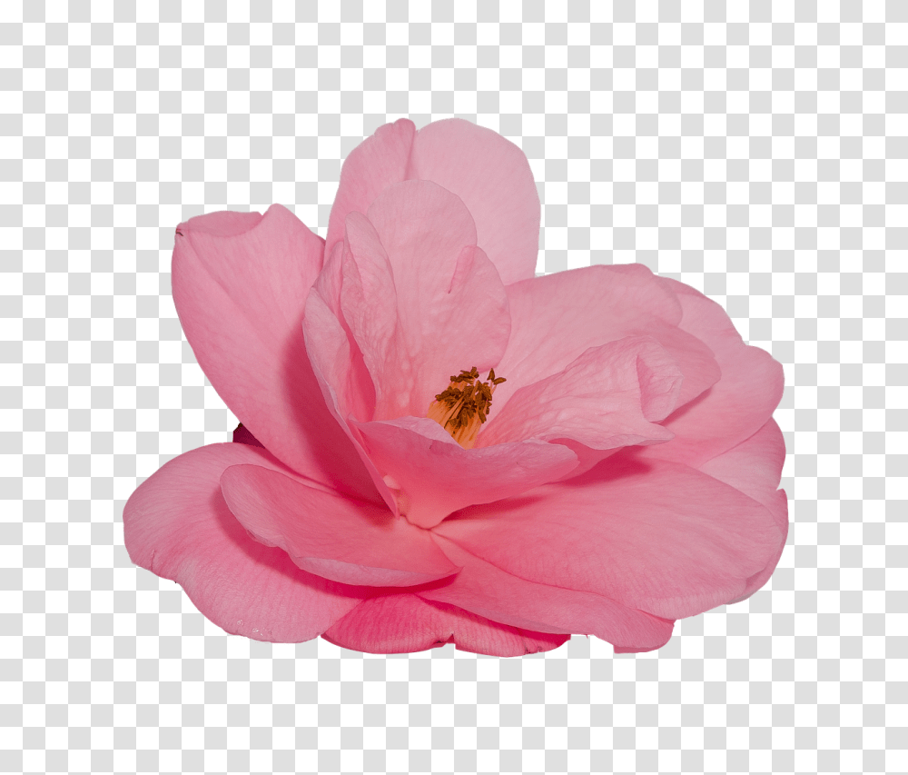 Flower Nature, Rose, Plant, Blossom Transparent Png
