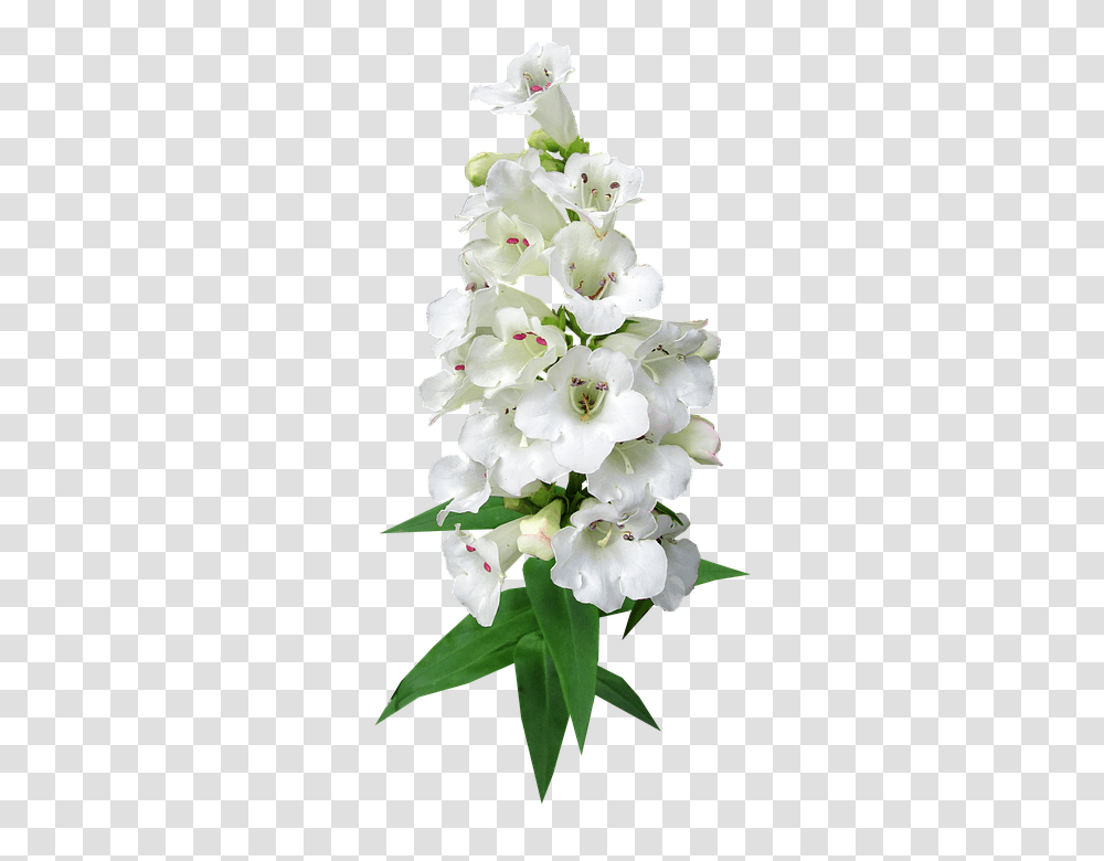 Flower 960, Plant, Blossom, Wedding Cake, Dessert Transparent Png