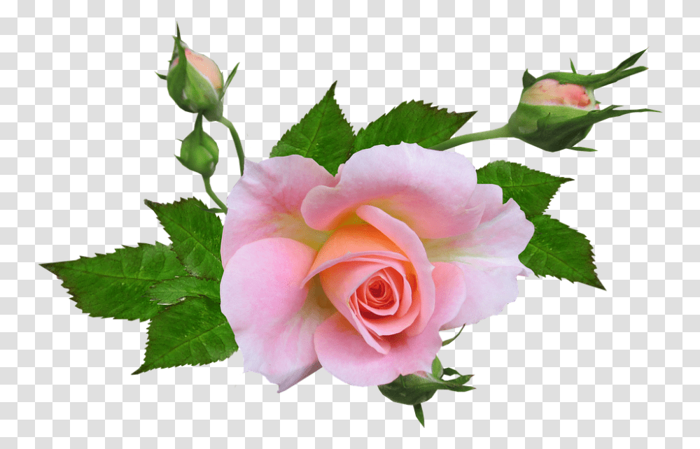 Flower 960, Rose, Plant, Blossom, Petal Transparent Png