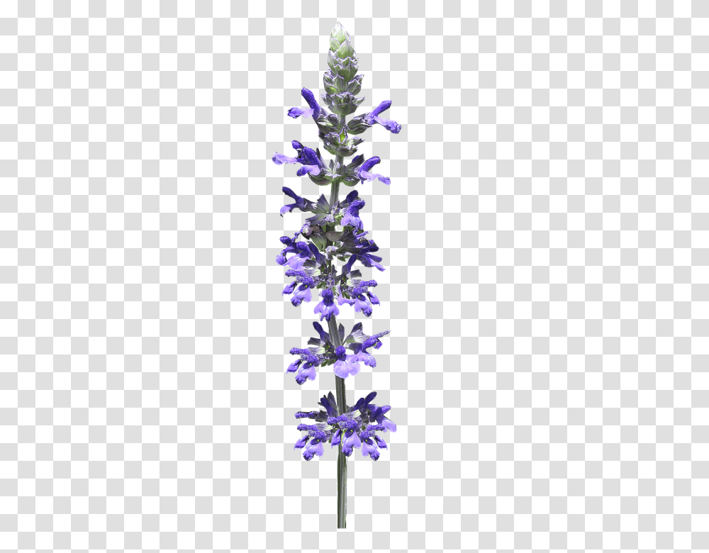 Flower 960, Plant, Blossom, Iris, Geranium Transparent Png