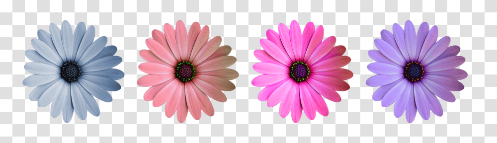 Flower Nature, Plant, Daisy, Daisies Transparent Png