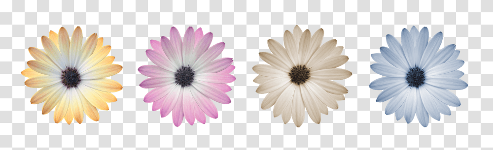 Flower Nature, Plant, Daisy, Daisies Transparent Png