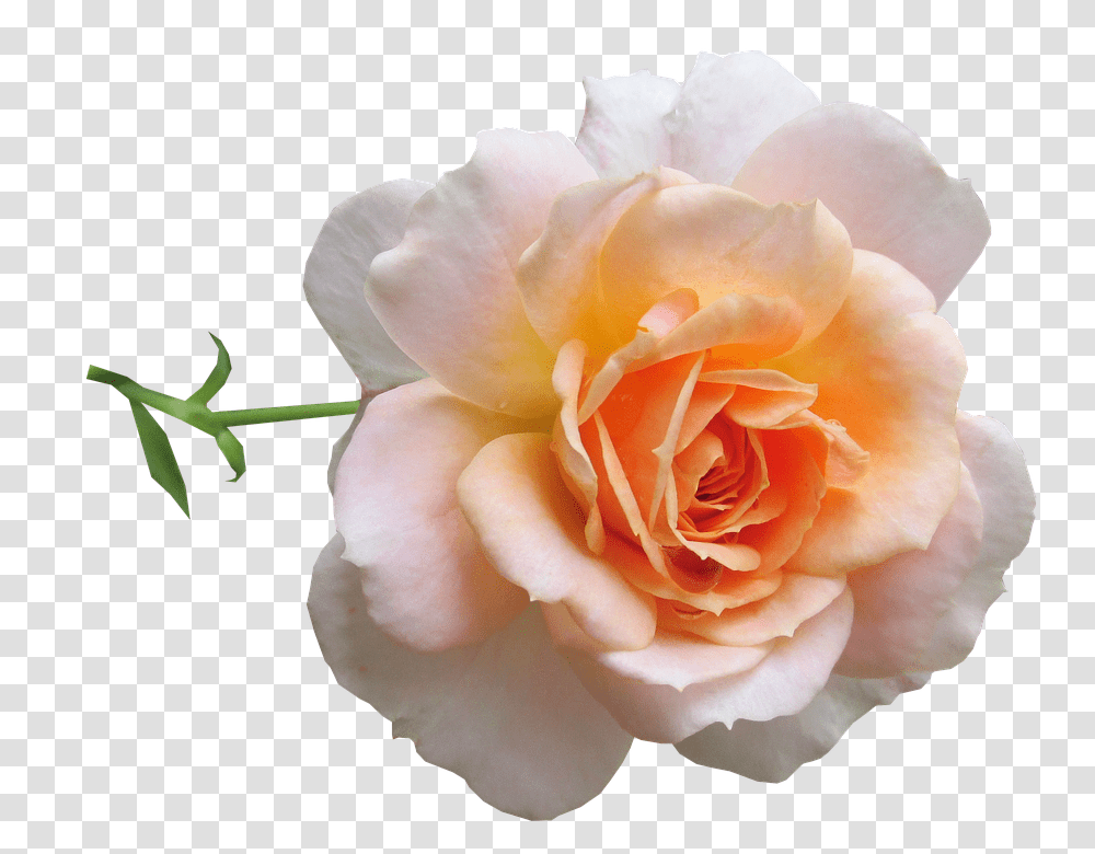 Flower 960, Rose, Plant, Blossom, Petal Transparent Png