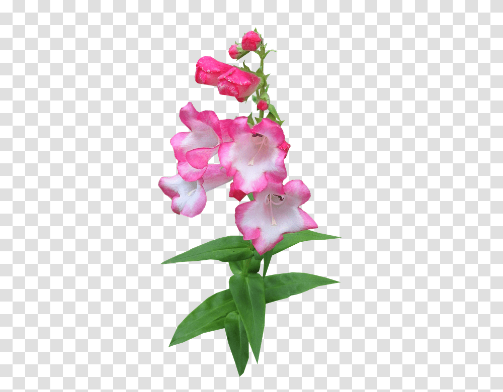 Flower 960, Plant, Blossom, Gladiolus Transparent Png