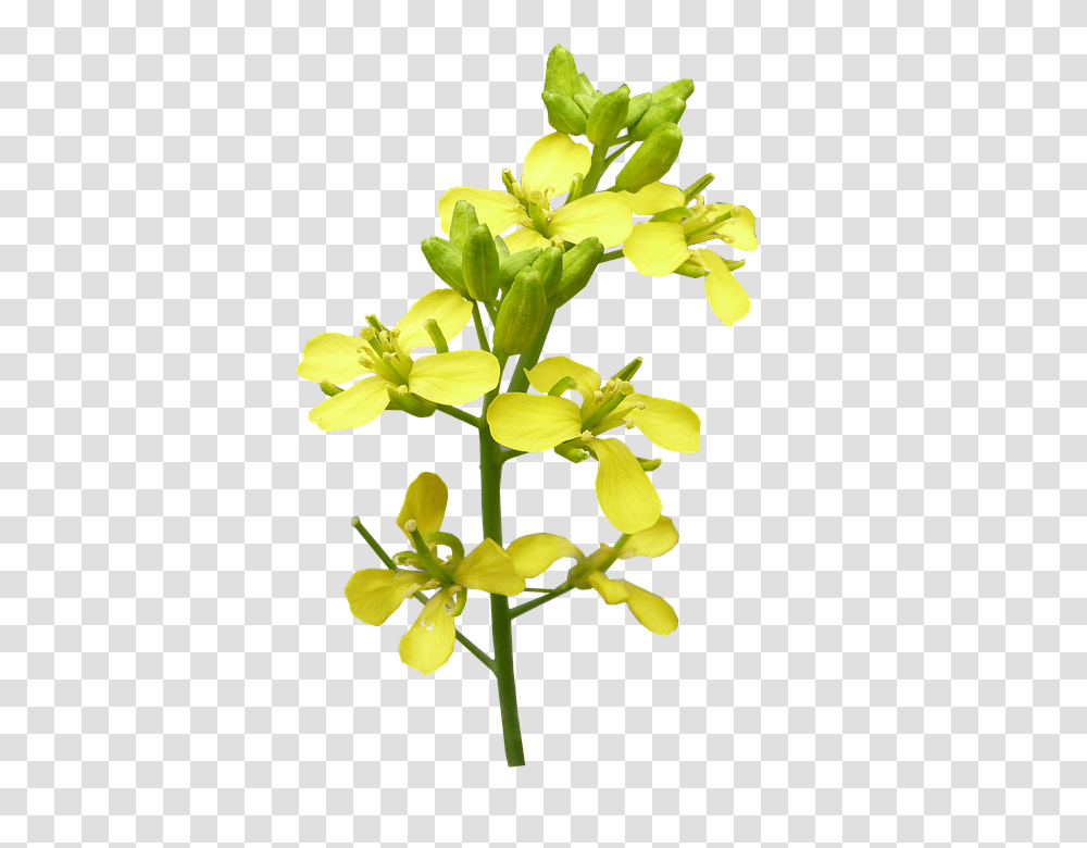 Flower 960, Plant, Blossom, Daffodil, Petal Transparent Png