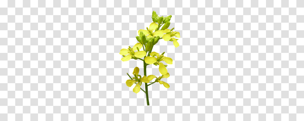 Flower Nature, Plant, Blossom, Daffodil Transparent Png