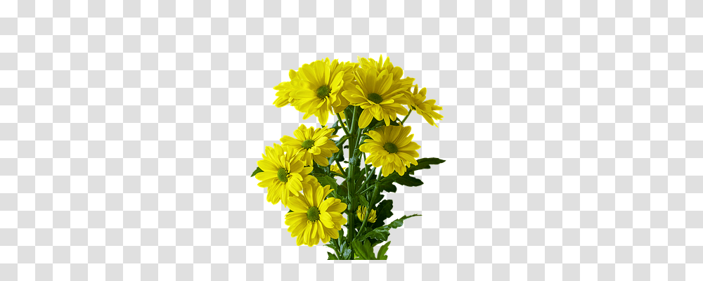 Flower Nature, Plant, Blossom, Daisy Transparent Png