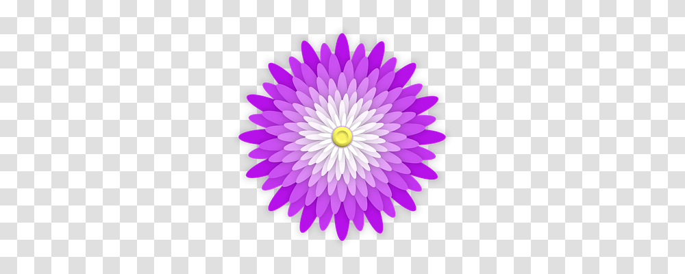 Flower Plant, Dahlia, Blossom, Daisy Transparent Png