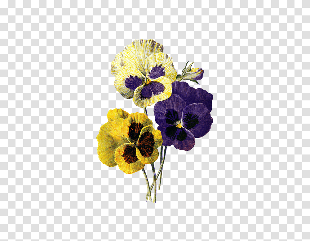Flower 960, Plant, Pansy, Blossom Transparent Png