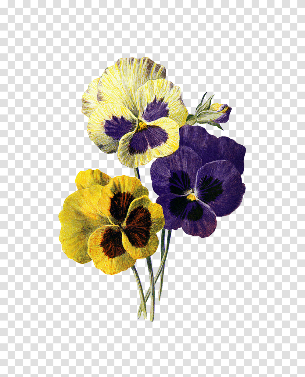 Flower Nature, Plant, Blossom, Pansy Transparent Png