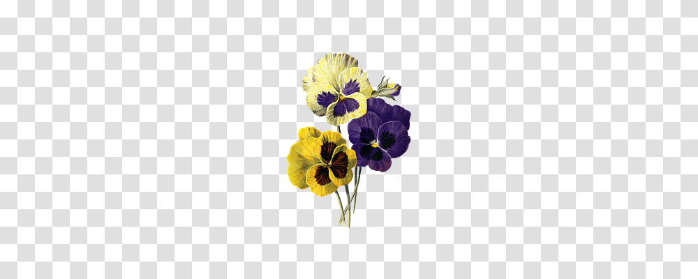 Flower Nature, Plant, Pansy, Blossom Transparent Png