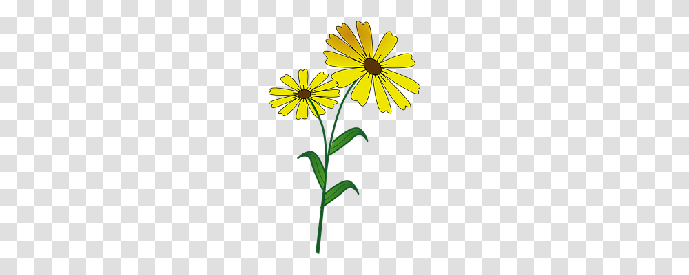 Flower Emotion, Plant, Blossom, Daisy Transparent Png