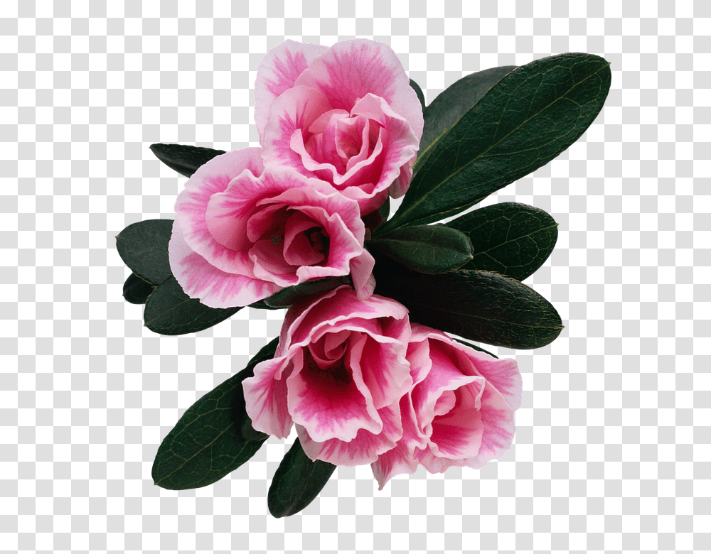 Flower 960, Plant, Blossom, Carnation, Geranium Transparent Png