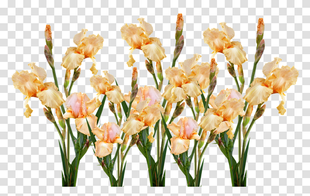 Flower 960, Plant, Blossom, Iris, Petal Transparent Png