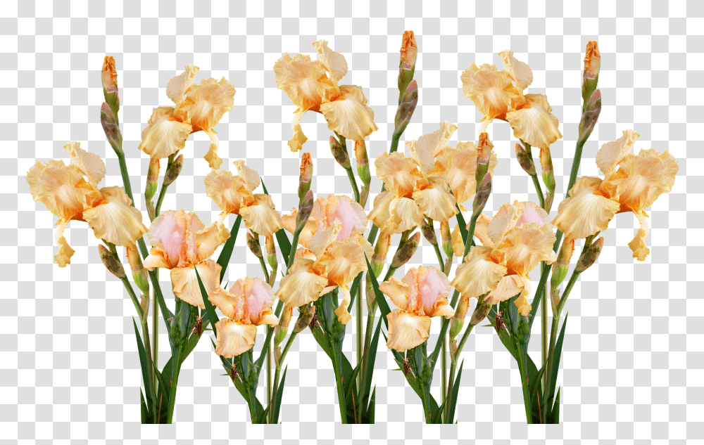 Flower Nature, Plant, Blossom, Iris Transparent Png