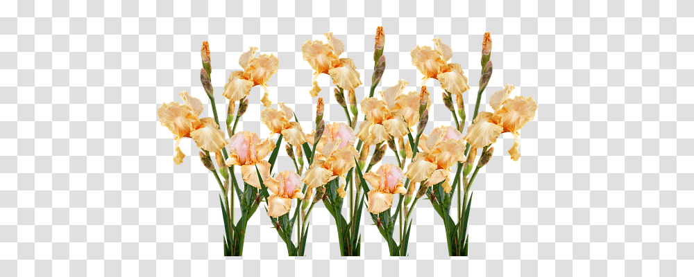 Flower Nature, Plant, Blossom, Iris Transparent Png