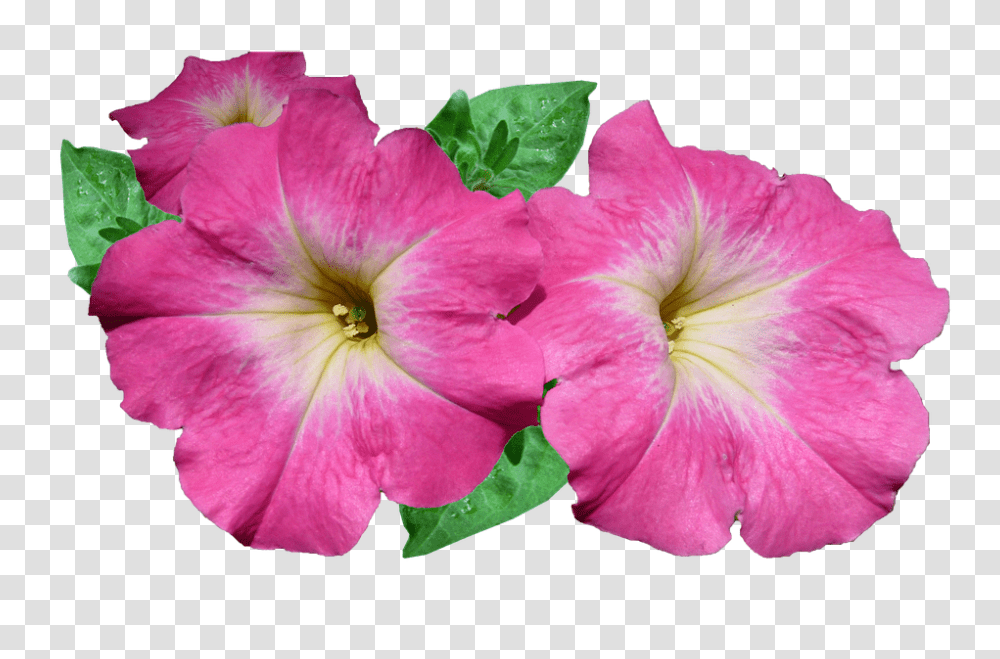 Flower 960, Geranium, Plant, Blossom, Petal Transparent Png