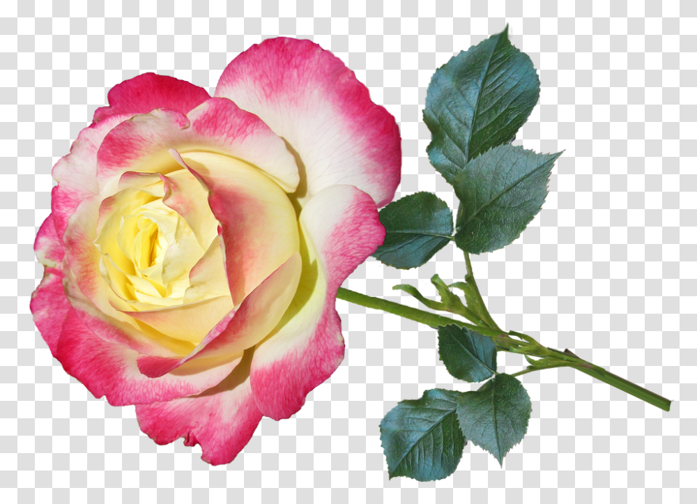 Flower 960, Rose, Plant, Blossom, Petal Transparent Png