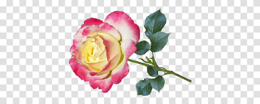 Flower Emotion, Rose, Plant, Blossom Transparent Png