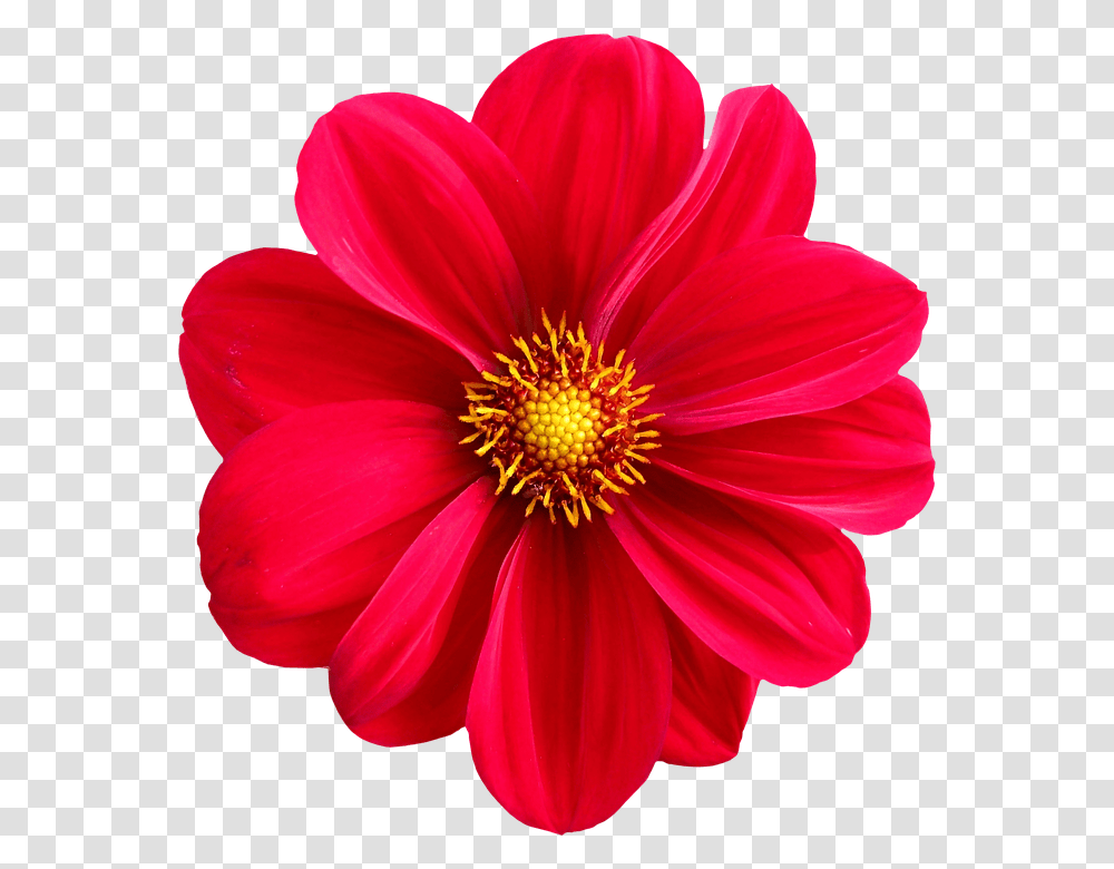 Flower 960, Dahlia, Plant, Blossom, Anther Transparent Png