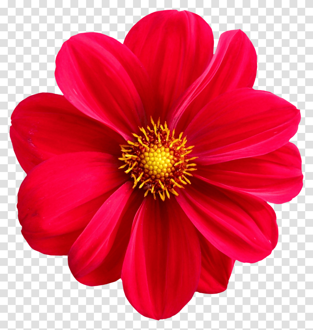 Flower Nature, Dahlia, Plant, Blossom Transparent Png