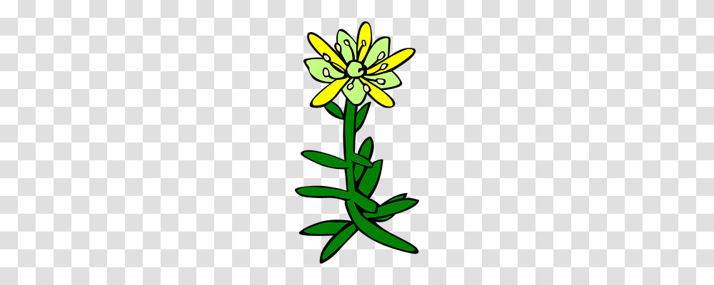 Flower Nature, Plant, Blossom, Amaryllidaceae Transparent Png