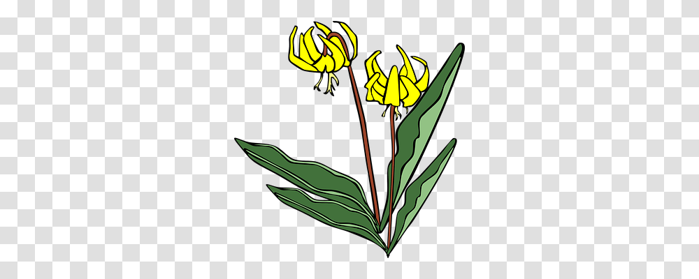 Flower Nature, Plant, Petal, Daisy Transparent Png