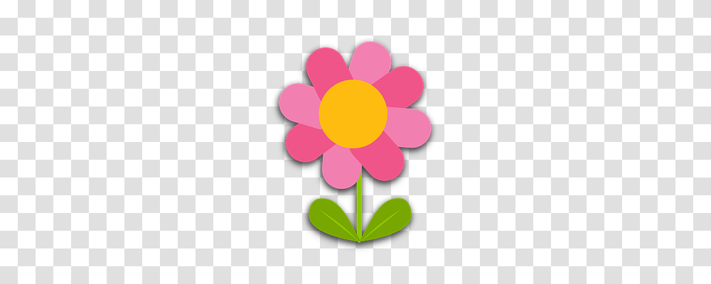 Flower Nature, Plant, Blossom, Daisy Transparent Png