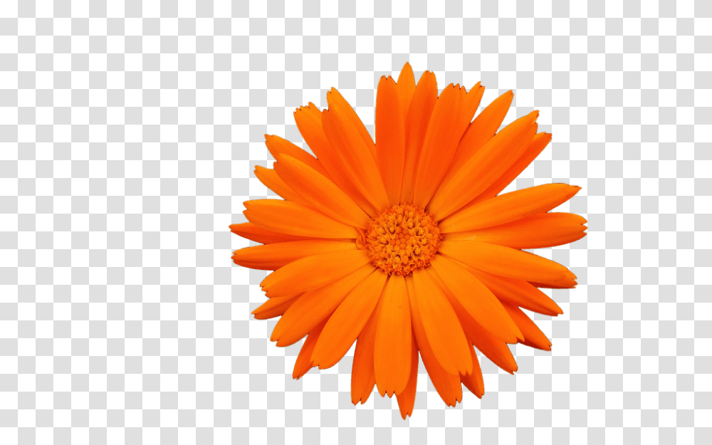 Flower 960, Plant, Daisy, Daisies, Blossom Transparent Png