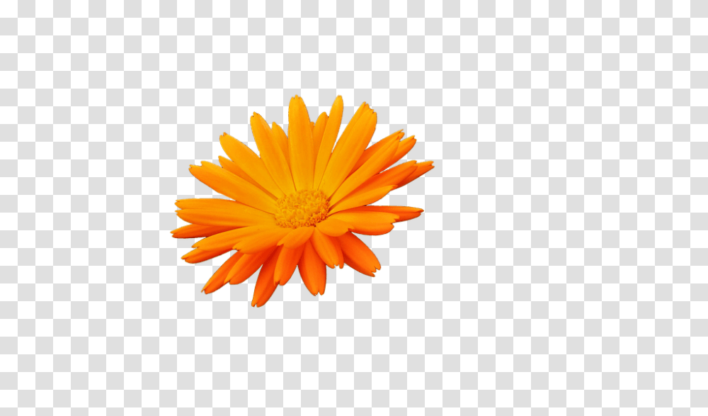 Flower 960, Plant, Blossom, Daisy, Daisies Transparent Png