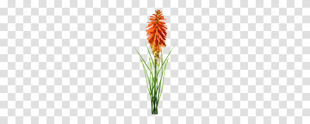 Flower Nature, Plant, Pollen, Blossom Transparent Png