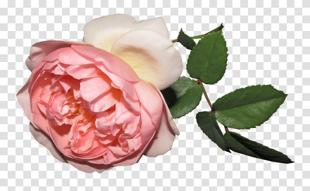 Flower 960, Plant, Rose, Blossom, Peony Transparent Png