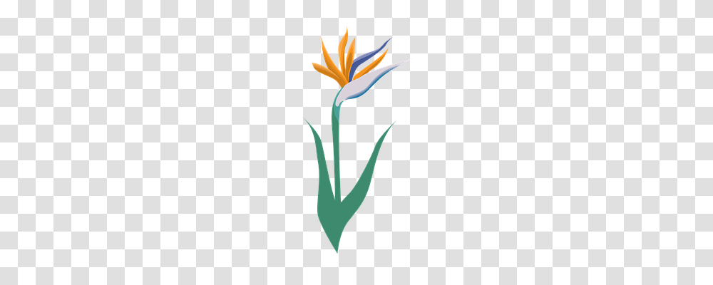 Flower Plant, Blossom, Tulip, Daffodil Transparent Png