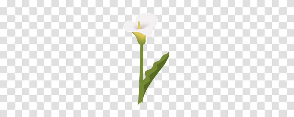 Flower Plant, Blossom, Tulip, Emblem Transparent Png