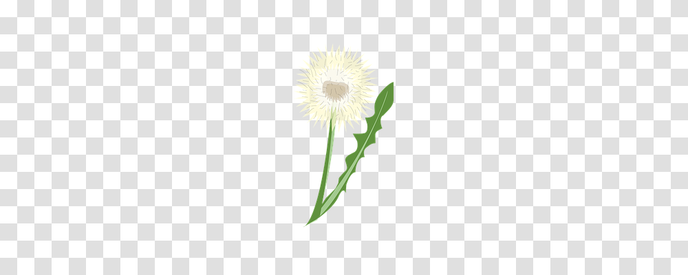 Flower Plant, Blossom, Dandelion, Pollen Transparent Png