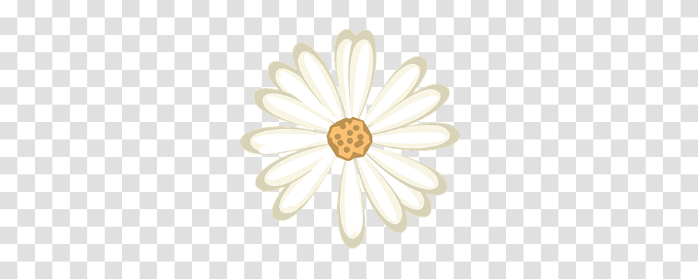 Flower Plant, Daisy, Daisies, Blossom Transparent Png