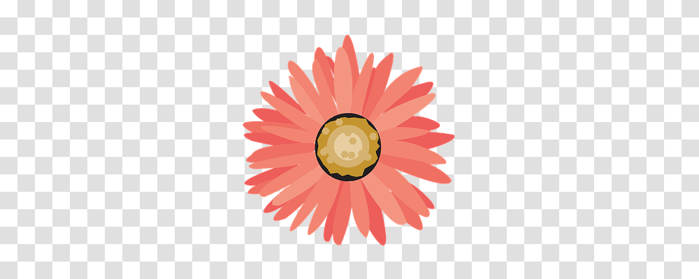 Flower Plant, Blossom, Daisy, Daisies Transparent Png