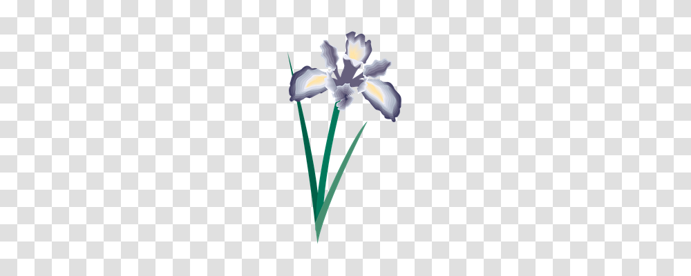 Flower Plant, Petal, Iris, Daffodil Transparent Png