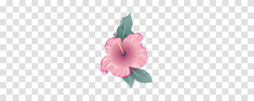 Flower Plant, Hibiscus, Blossom Transparent Png