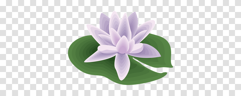 Flower Lily, Plant, Blossom, Pond Lily Transparent Png